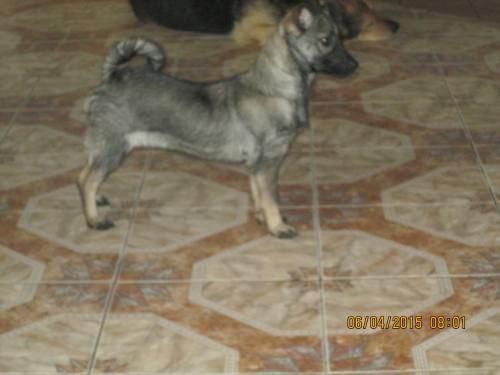 05042015 hunde1 021 05042015 hunde1 021