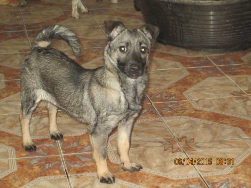 05042015 hunde1 022 05042015 hunde1 022
