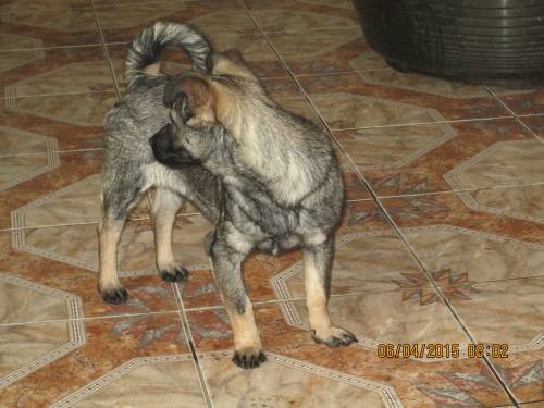 05042015 hunde1 023 05042015 hunde1 023
