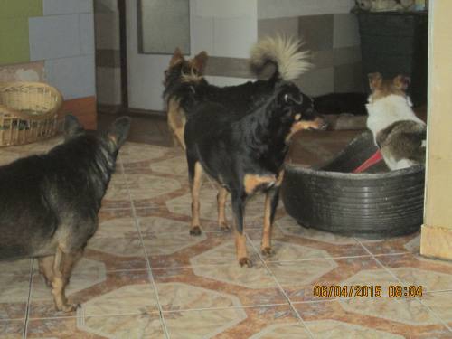 05042015 hunde1 026 05042015 hunde1 026