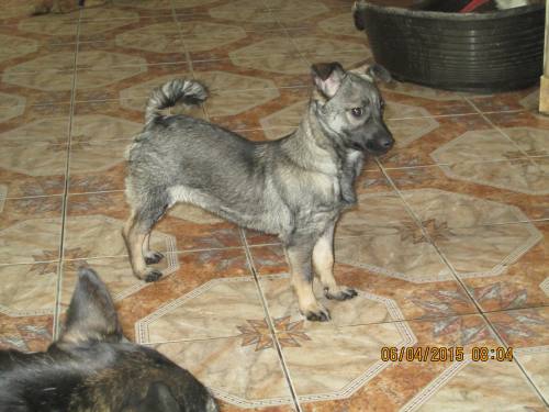 05042015 hunde1 027 05042015 hunde1 027