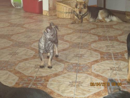 05042015 hunde1 029 05042015 hunde1 029
