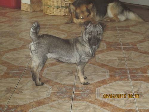 05042015 hunde1 031 05042015 hunde1 031