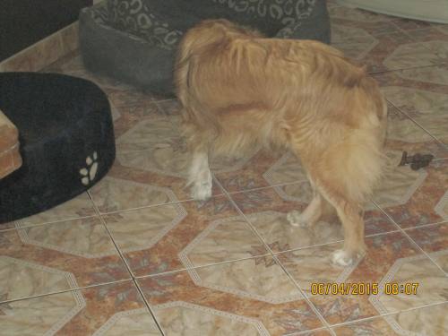 05042015 hunde1 035 05042015 hunde1 035