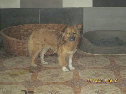 05042015 hunde1 036 05042015 hunde1 036