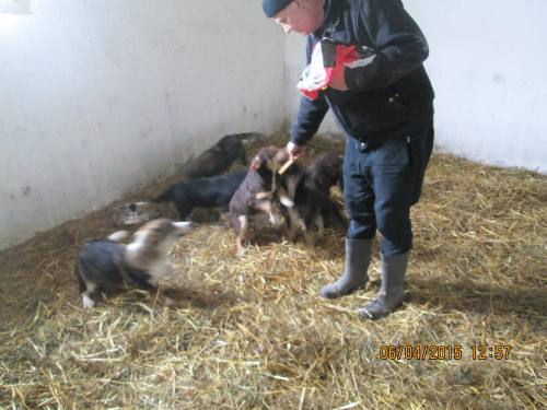 05042015 hunde1 177 05042015 hunde1 177