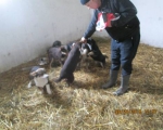05042015 hunde1 178 05042015 hunde1 178