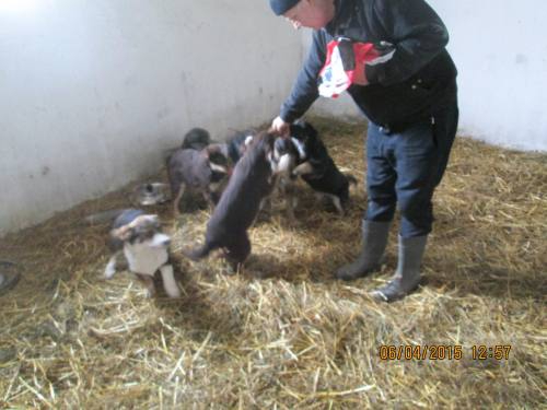05042015 hunde1 178 05042015 hunde1 178