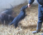 05042015 hunde1 179 05042015 hunde1 179