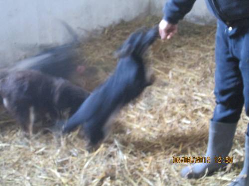 05042015 hunde1 179 05042015 hunde1 179
