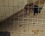 05042015 hunde1 182 05042015 hunde1 182