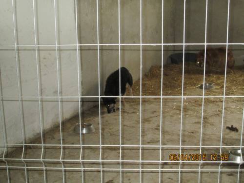 05042015 hunde1 183 05042015 hunde1 183
