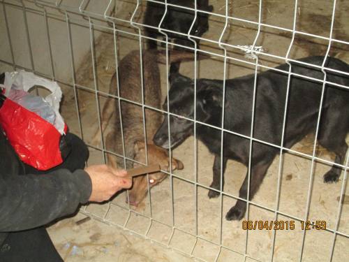 05042015 hunde1 184 05042015 hunde1 184