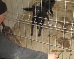 05042015 hunde1 185 05042015 hunde1 185