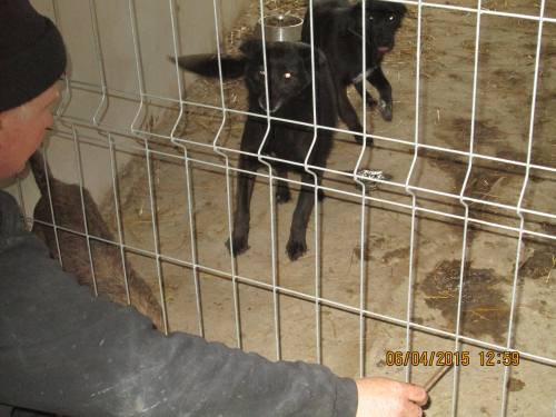 05042015 hunde1 185 05042015 hunde1 185
