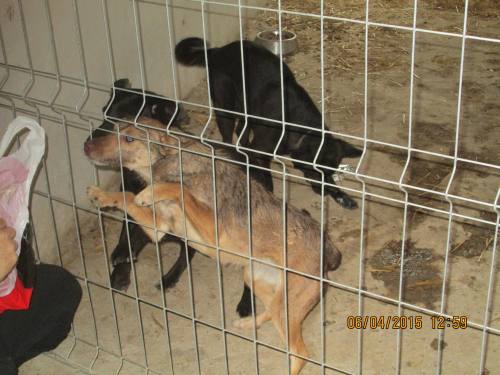 05042015 hunde1 186 05042015 hunde1 186