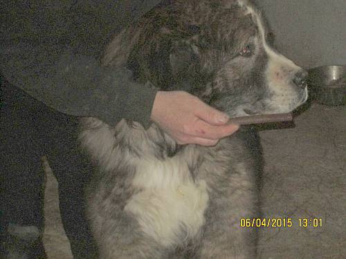 05042015 hunde1 189 05042015 hunde1 189
