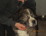05042015 hunde1 190 05042015 hunde1 190