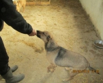 05042015 hunde1 194 05042015 hunde1 194