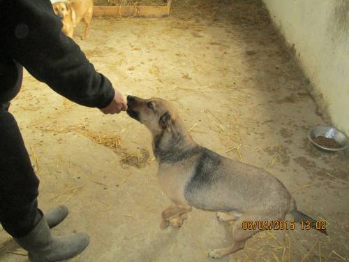 05042015 hunde1 194 05042015 hunde1 194