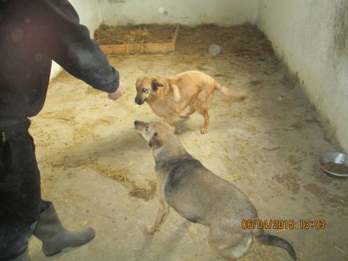 05042015 hunde1 196 05042015 hunde1 196