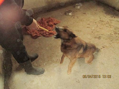 05042015 hunde1 197 05042015 hunde1 197