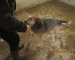 05042015 hunde1 201 05042015 hunde1 201