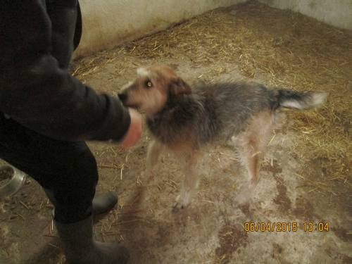 05042015 hunde1 201 05042015 hunde1 201