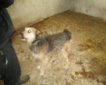 05042015 hunde1 202 05042015 hunde1 202