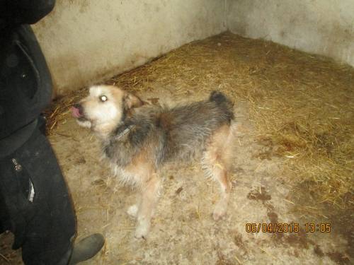 05042015 hunde1 202 05042015 hunde1 202