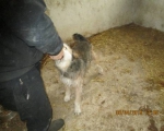 05042015 hunde1 203 05042015 hunde1 203
