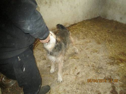 05042015 hunde1 203 05042015 hunde1 203