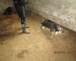 05042015 hunde1 205 05042015 hunde1 205