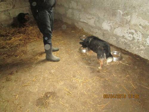 05042015 hunde1 205 05042015 hunde1 205