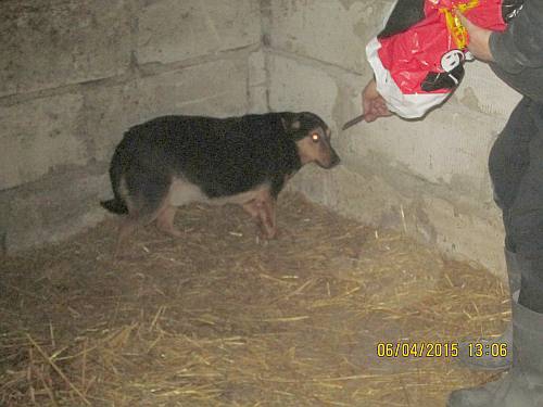 05042015 hunde1 207 05042015 hunde1 207