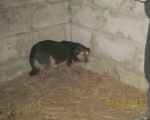 05042015 hunde1 208 05042015 hunde1 208
