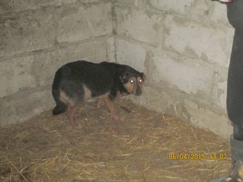 05042015 hunde1 208 05042015 hunde1 208