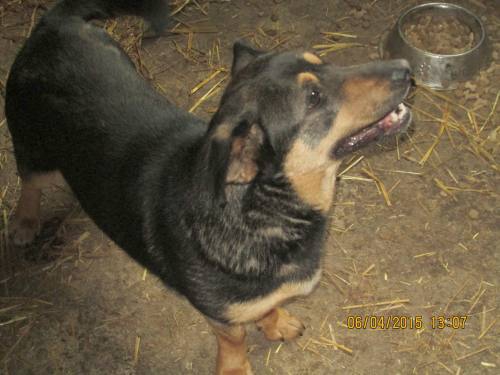05042015 hunde1 209 05042015 hunde1 209