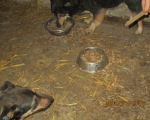 05042015 hunde1 210 05042015 hunde1 210