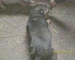 05042015 hunde1 211 05042015 hunde1 211