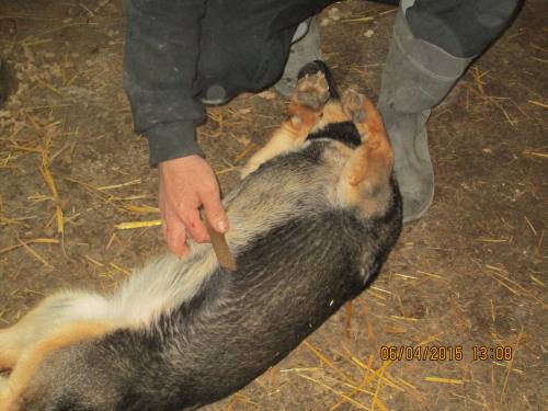 05042015 hunde1 212 05042015 hunde1 212