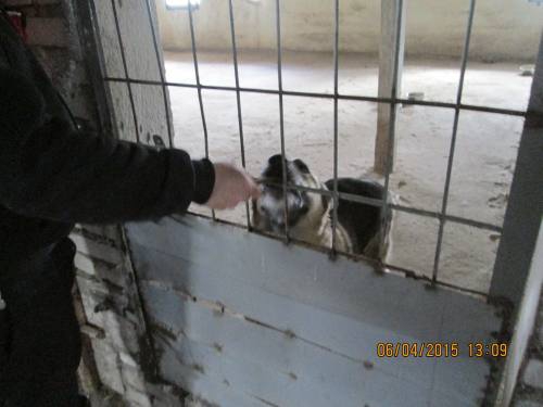 05042015 hunde1 213 05042015 hunde1 213