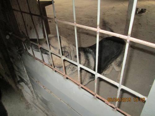 05042015 hunde1 214 05042015 hunde1 214