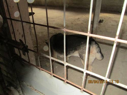 05042015 hunde1 215 05042015 hunde1 215