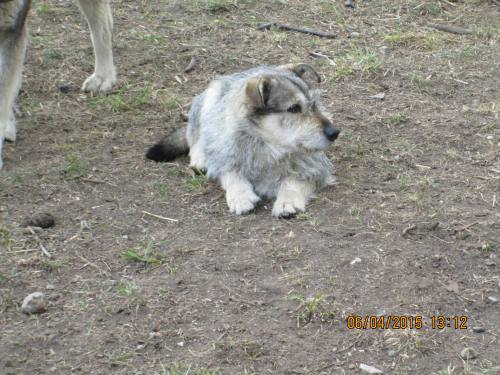 05042015 hunde1 219 05042015 hunde1 219