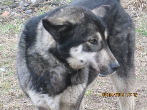 05042015 hunde1 221 05042015 hunde1 221