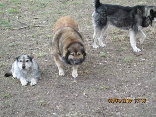 05042015 hunde1 223 05042015 hunde1 223