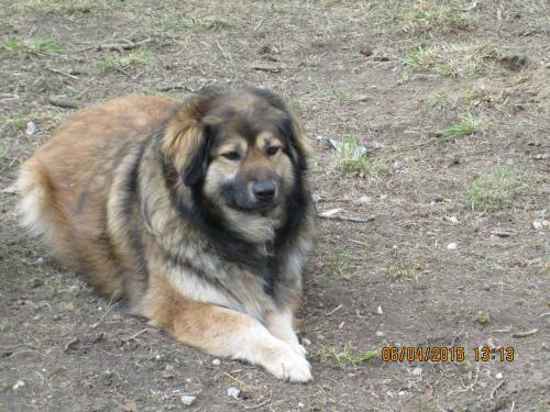 05042015 hunde1 225 05042015 hunde1 225
