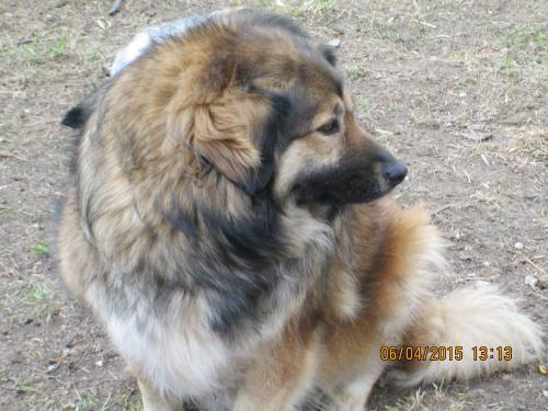 05042015 hunde1 226 05042015 hunde1 226