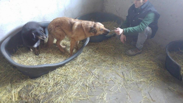 HUnde61 HUnde61